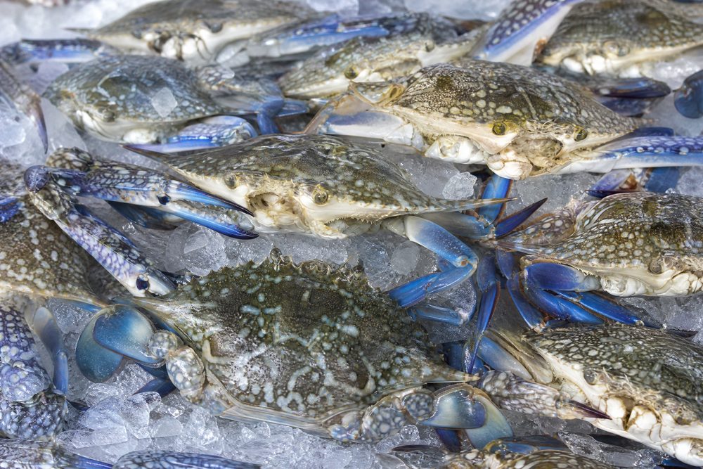 Somali Marine Trade — fresh catch, boats, and the Somali coast